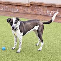 Thumbnail photo of Rocky #1