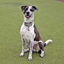 Thumbnail photo of Rocky #2