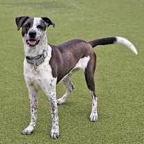 Thumbnail photo of Rocky #3