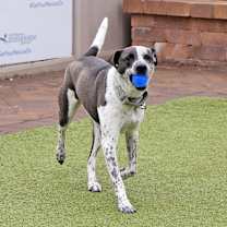 Thumbnail photo of Rocky #4