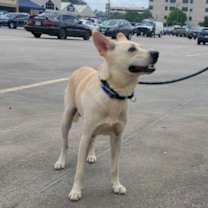 Thumbnail photo of Jaeger #2