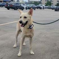 Thumbnail photo of Jaeger #3