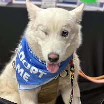 adopt-pet
