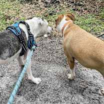 Thumbnail photo of Kyro #3