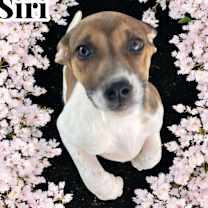 Thumbnail photo of Siri #1