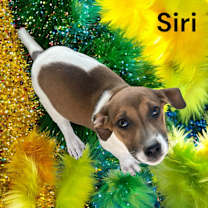 Thumbnail photo of Siri #2