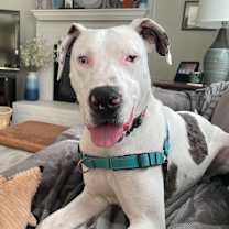 Thumbnail photo of Loki #1