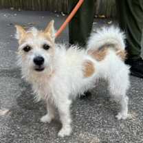 Thumbnail photo of Monty DD #1