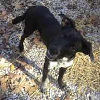 Thumbnail photo of Buford #2