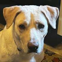 Thumbnail photo of Molly #1