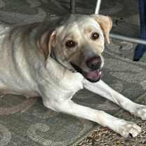 Thumbnail photo of Molly #2