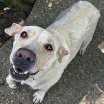 Thumbnail photo of Molly #3