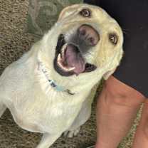 Thumbnail photo of Molly #4