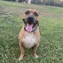 adopt-pet