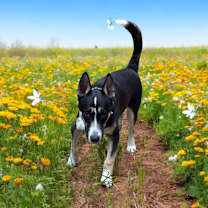 Thumbnail photo of Titanium #2