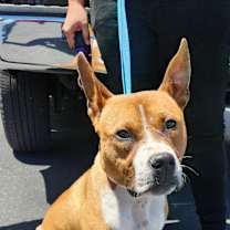 Thumbnail photo of JOE #2