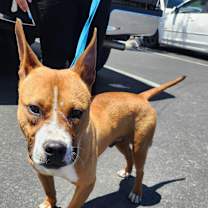 Thumbnail photo of JOE #4