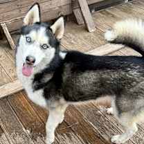 Thumbnail photo of Koko (H) #1