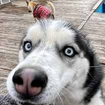 Thumbnail photo of Koko (H) #2