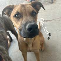 Thumbnail photo of GASTON #1