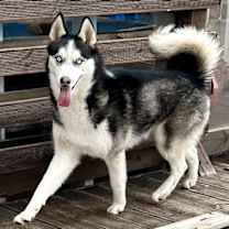 Thumbnail photo of Koko (H) #4