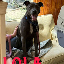 Thumbnail photo of Tiana (Lola) #1