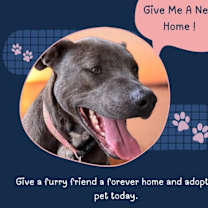 Thumbnail photo of Tiana (Lola) #2