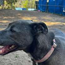 Thumbnail photo of Tiana (Lola) #3