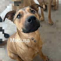 Thumbnail photo of MEDUSA #1