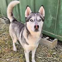 Thumbnail photo of Danner #2