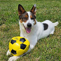 Thumbnail photo of Spike #1