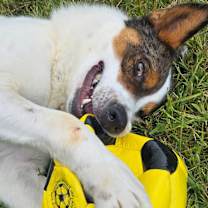 Thumbnail photo of Spike #2