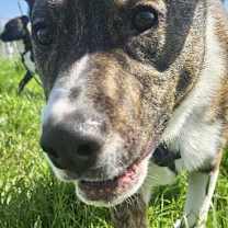 Thumbnail photo of Spud #1