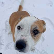 Thumbnail photo of Goose #4