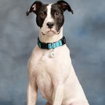 Thumbnail photo of Bodie #1