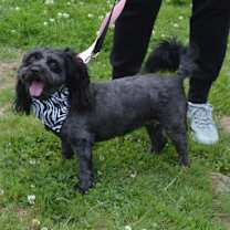 Thumbnail photo of Ebony (bonded w/Ivory) #2