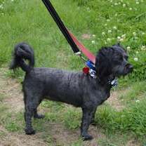 Thumbnail photo of Ebony (bonded w/Ivory) #3