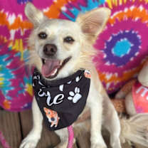 Thumbnail photo of Dallas #1