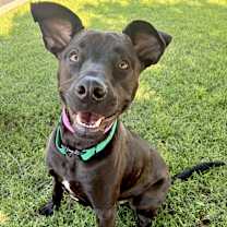 Thumbnail photo of Arlo #1