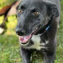 Thumbnail photo of Willow #3