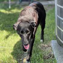 Thumbnail photo of Willow #4