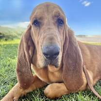 Thumbnail photo of Rosco #1