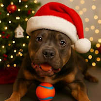 Thumbnail photo of Blue #1