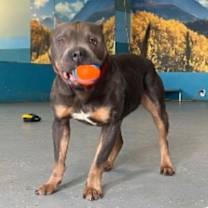 Thumbnail photo of Blue #2