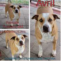 Thumbnail photo of Avril #2