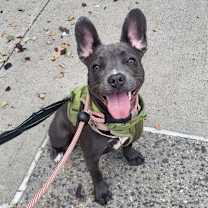 Thumbnail photo of Dewey #2