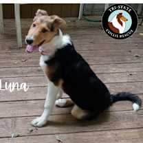 Thumbnail photo of Luna #1