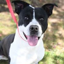 Thumbnail photo of Blaze #1