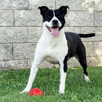 Thumbnail photo of Blaze #2