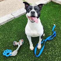 Thumbnail photo of Blaze #3